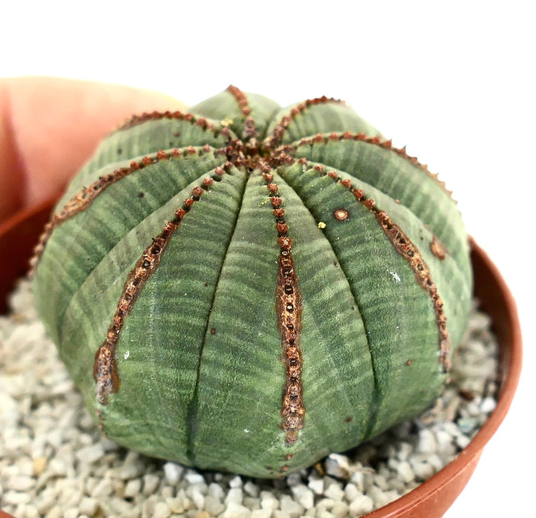 Euporbia obesa GREEN with brown lines