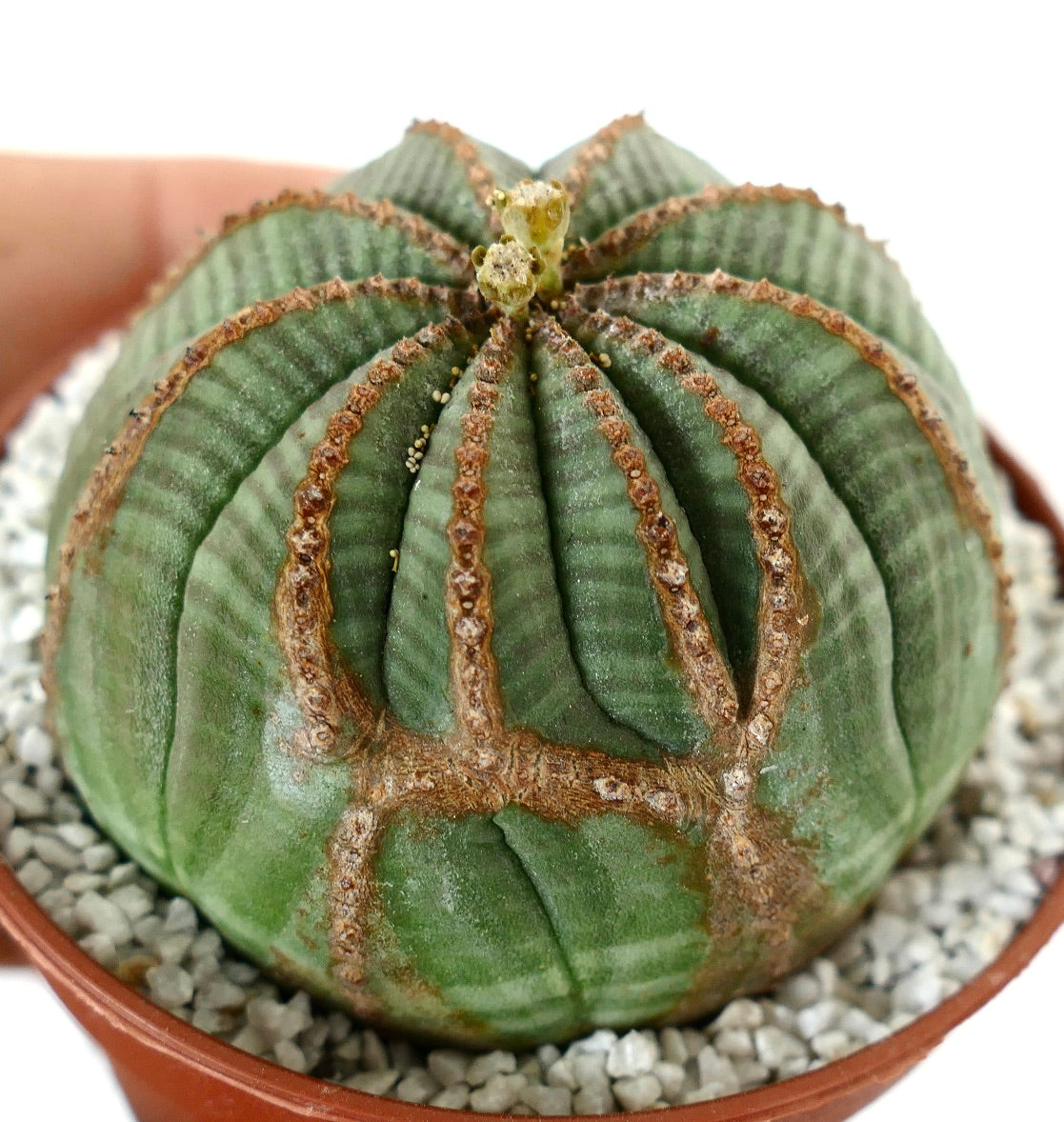 Euporbia obesa MULTIRIBS