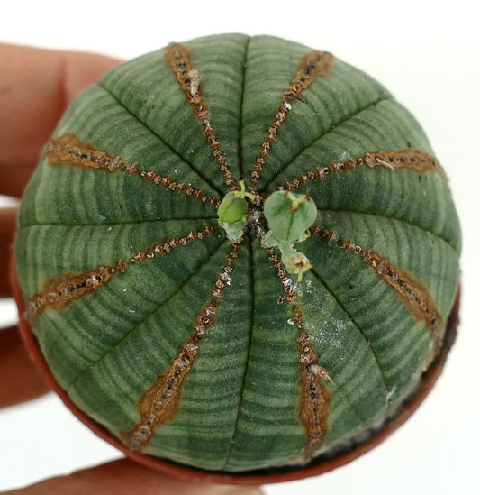 Euporbia obesa BROWN LINES