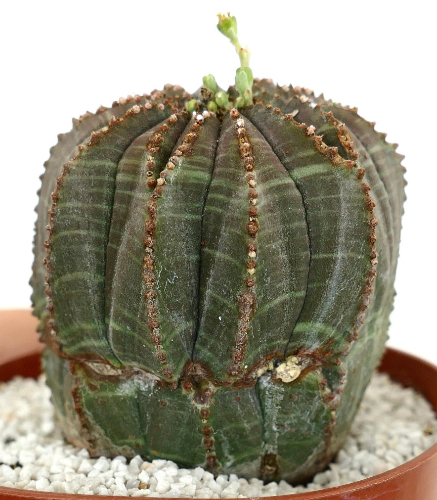 Euporbia obesa MULTICOSTATUM