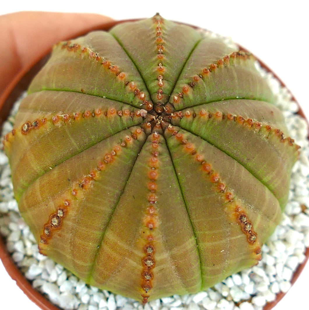 Euporbia obesa GREEN-YELLOW