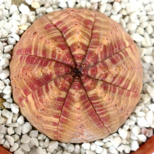 Euporbia obesa SELECTED ORANGE-RED