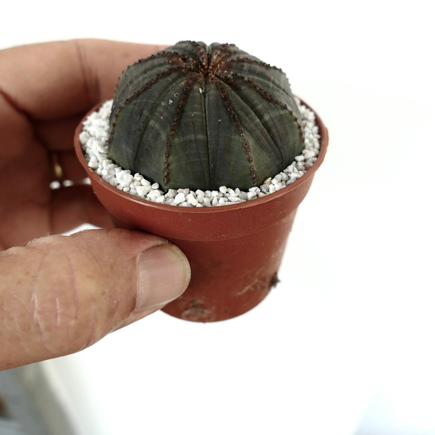 Euporbia obesa DARK GREEN