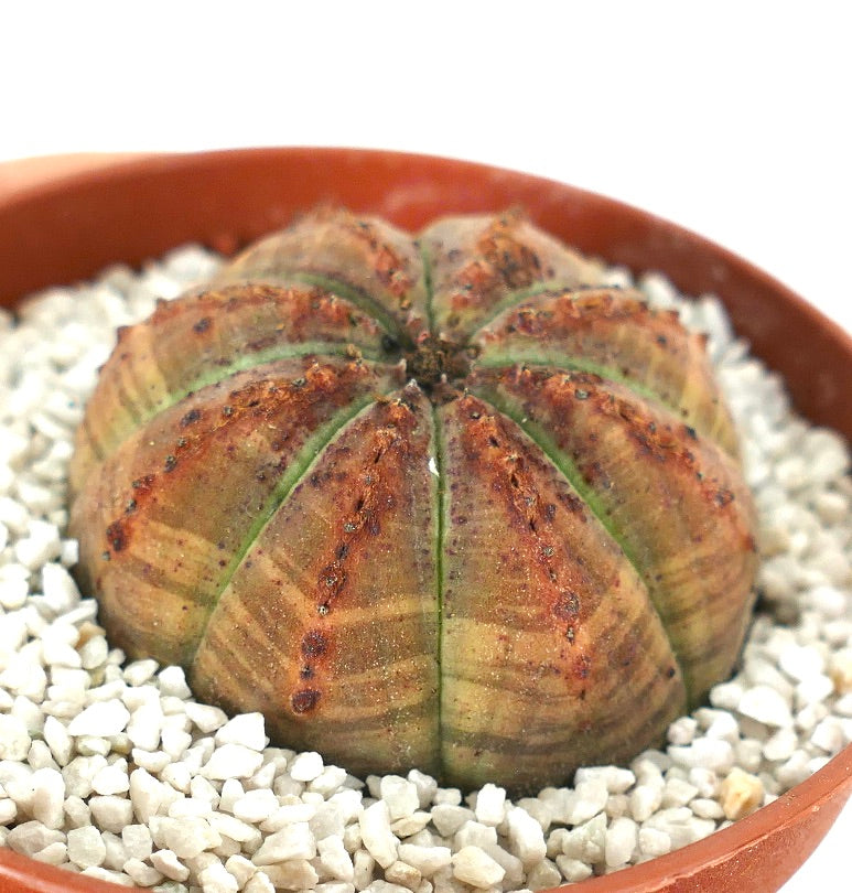 Euporbia obesa SELECTED colours