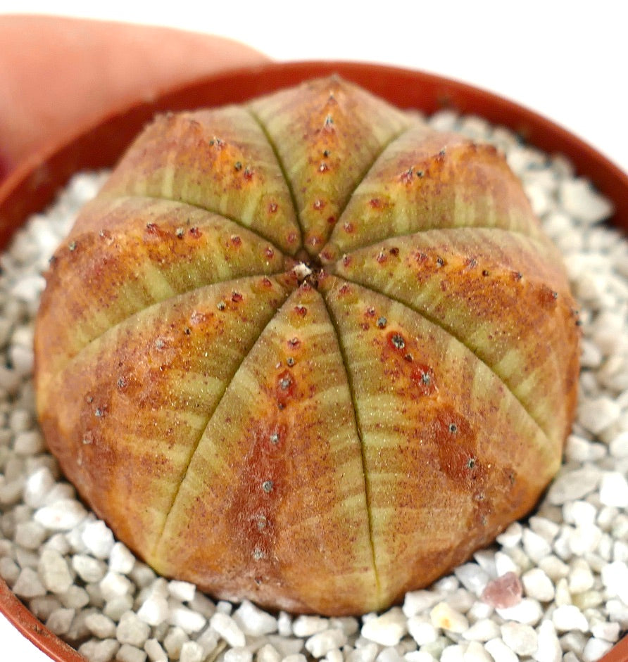 Euporbia obesa GREEN-ORANGE