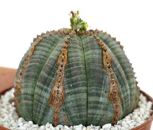 Euporbia obesa BROWN MARKS