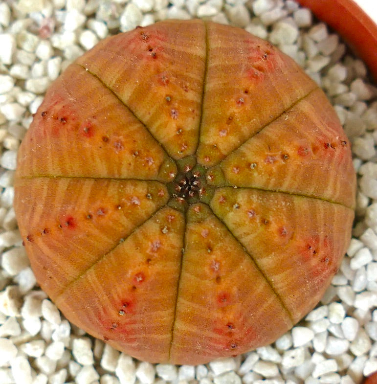 Euporbia obesa ORANGE SELECTED