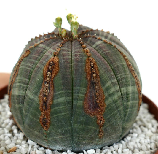 Euporbia obesa DARK GREEN with brown marks