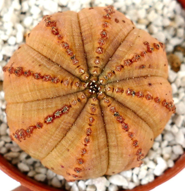 Euporbia obesa ORANGE with reddish lines