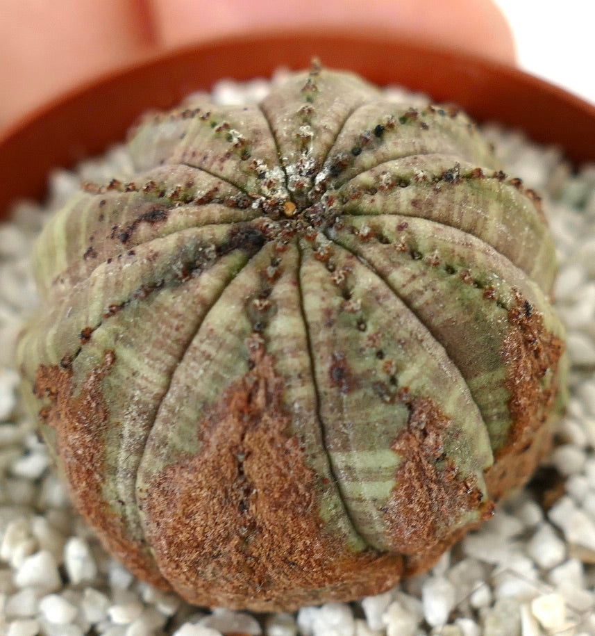 Euporbia obesa BROWN MARKS