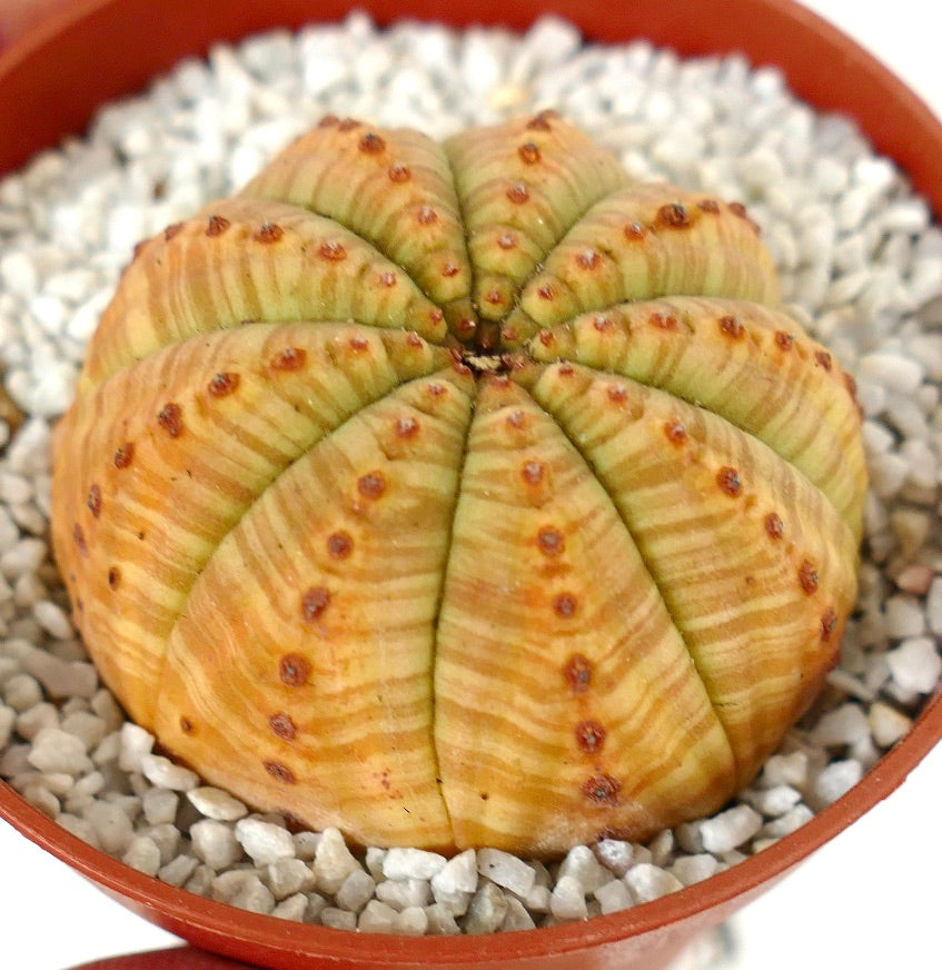 Euporbia obesa SELECTED yellow striata