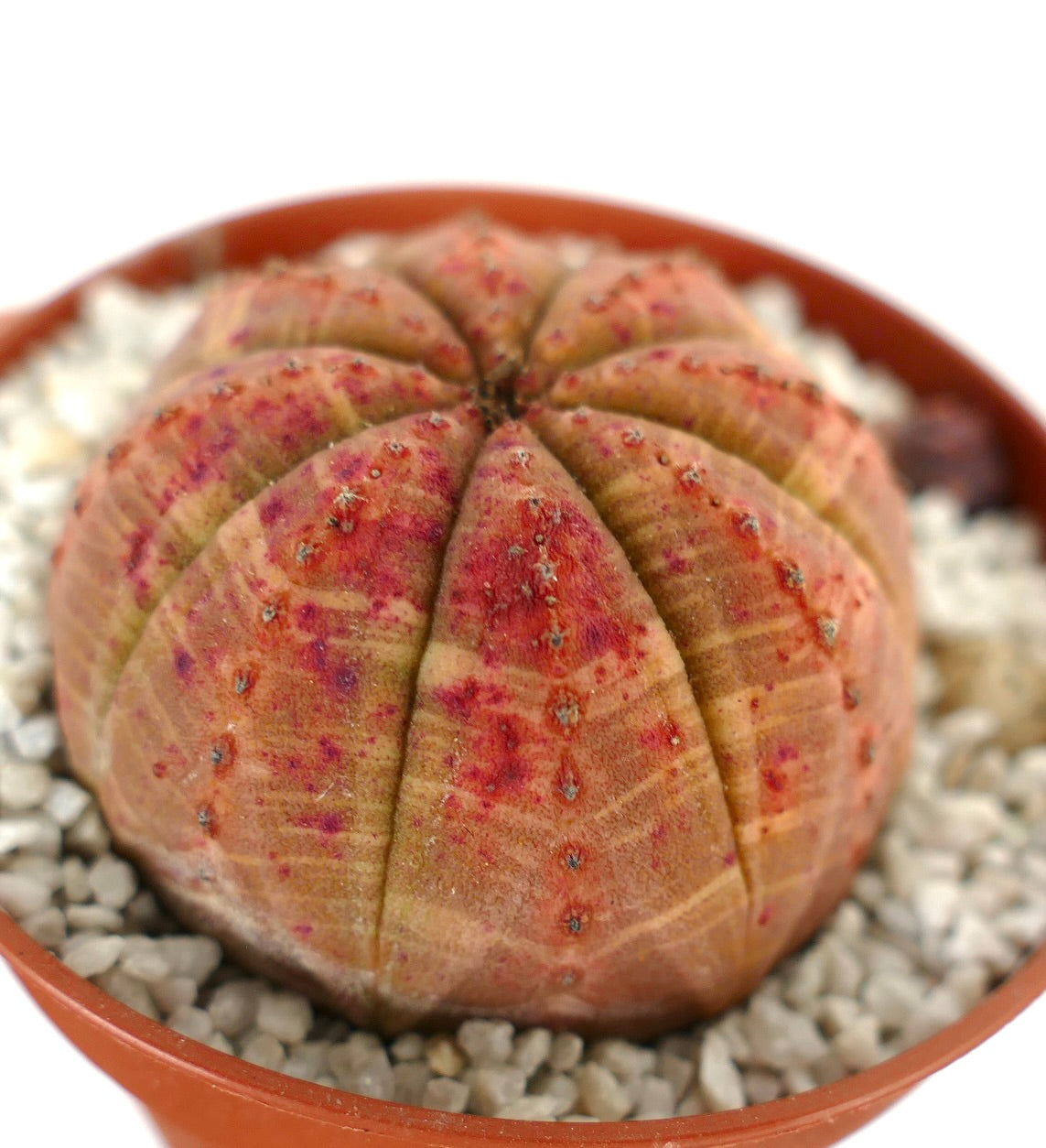 Euporbia obesa ORANGE selected