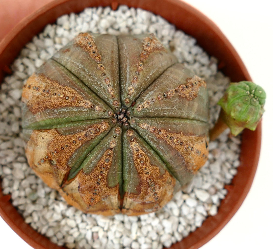 Euporbia obesa BROWN SPINES