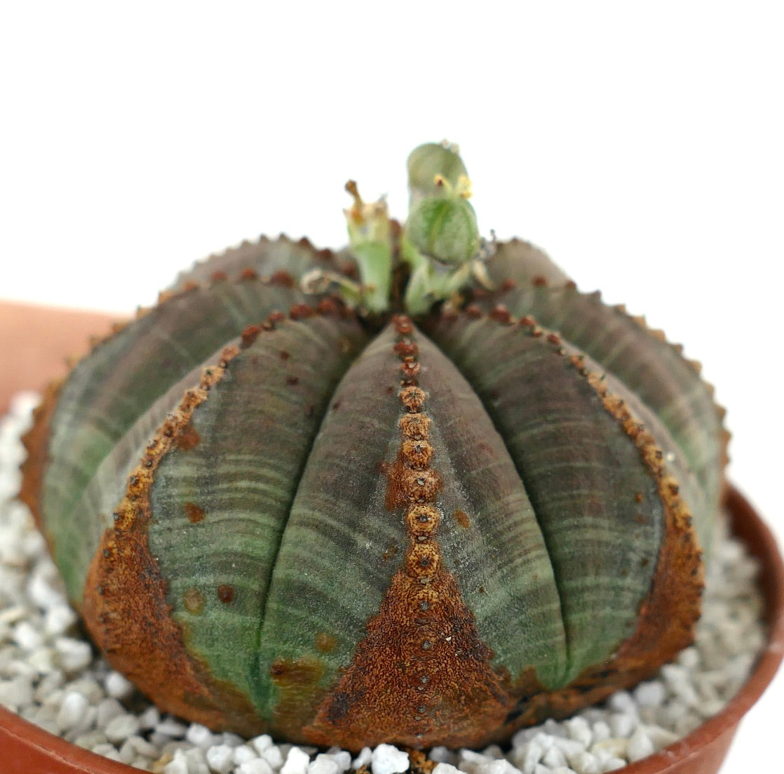 Euporbia obesa BROWN MARKS