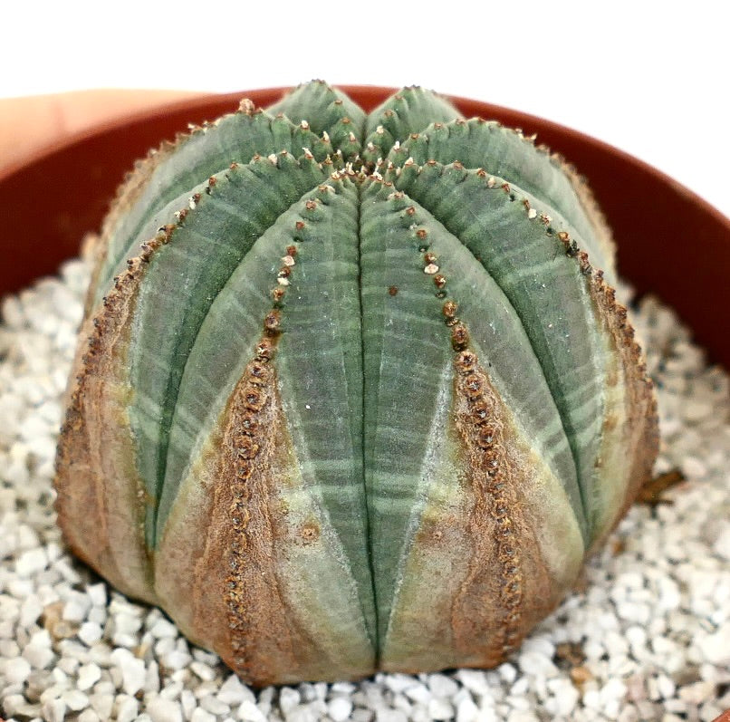 Euporbia obesa BROWN MARKS