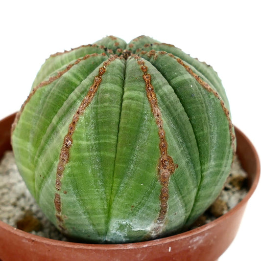 Euporbia obesa GREEN with brown lines