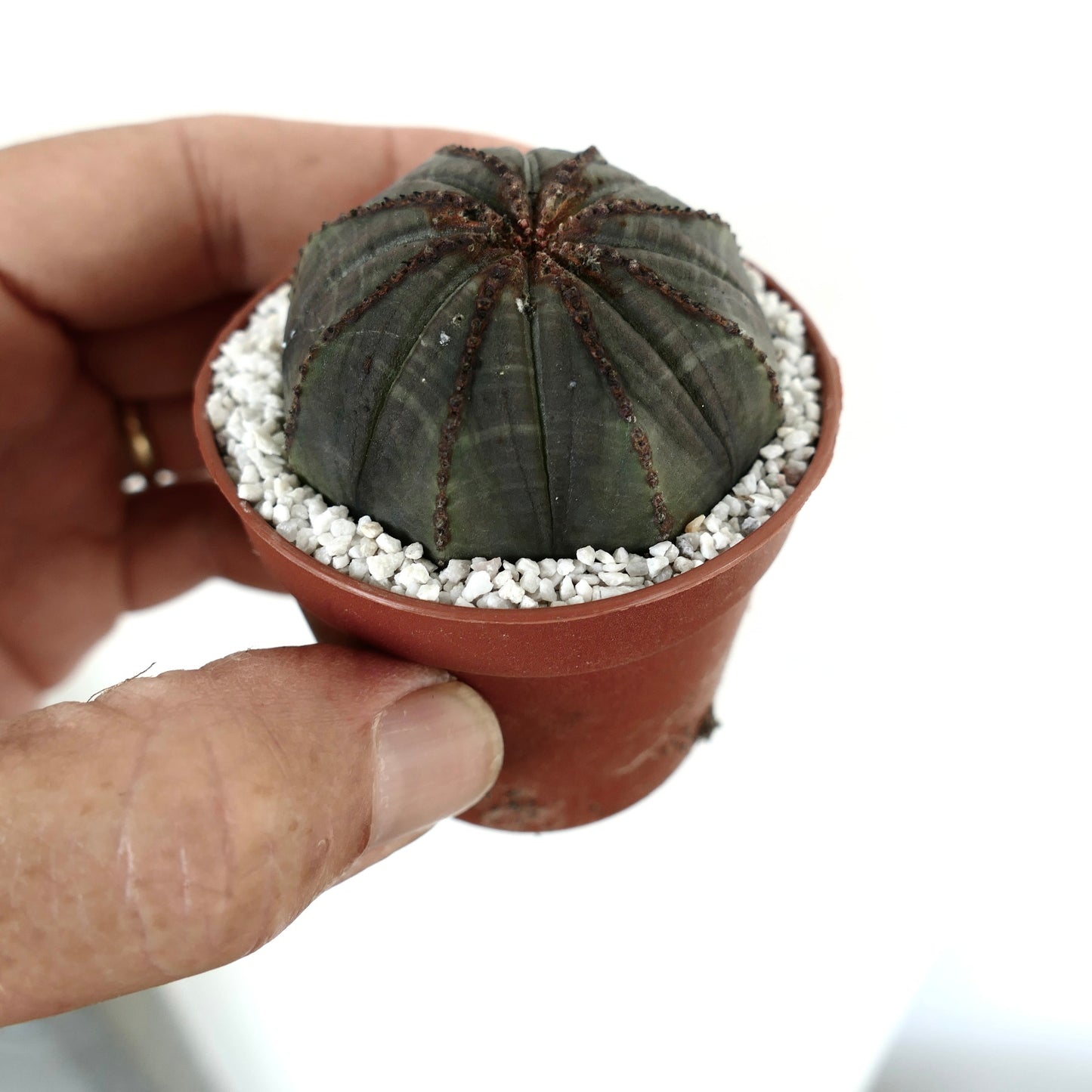 Euporbia obesa DARK GREEN