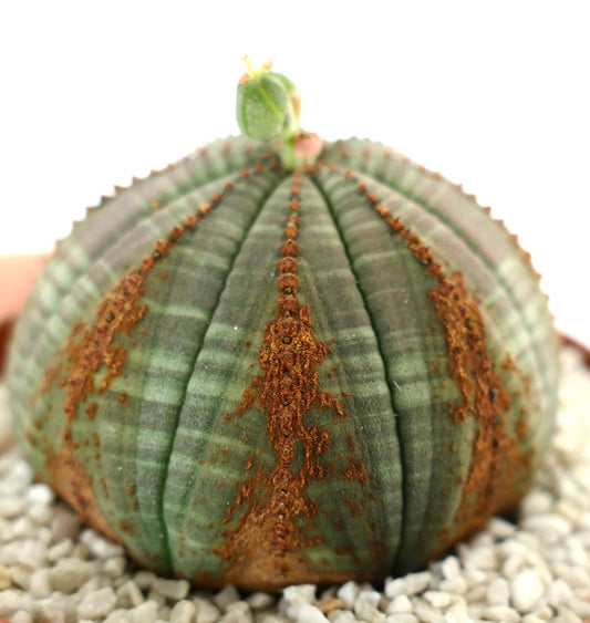 Euporbia obesa V-MARKS