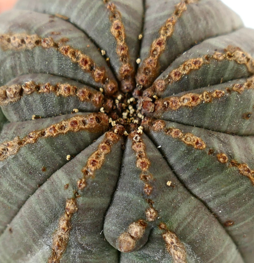 Euporbia obesa MULTICOSTATUM with brown lines