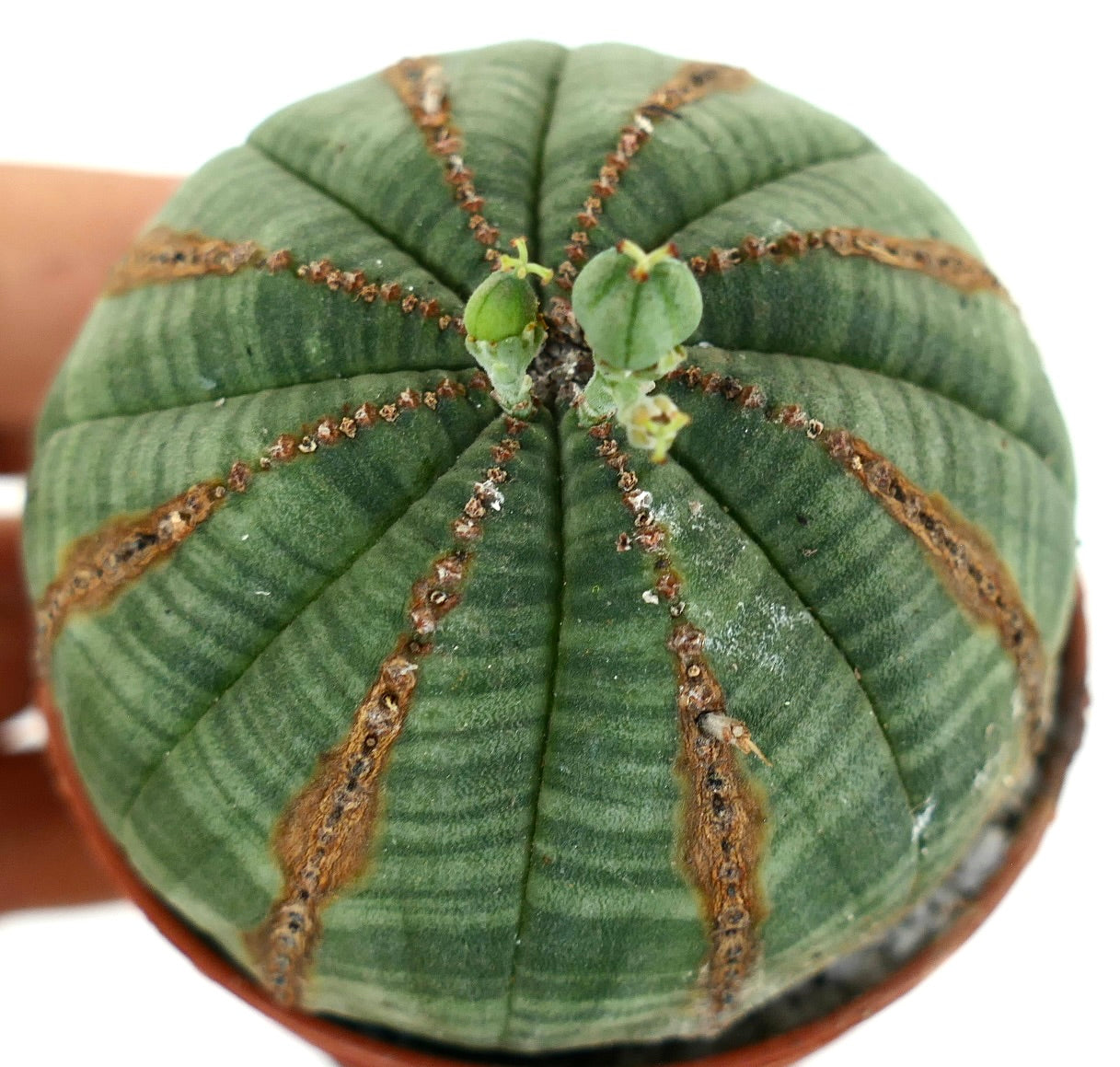 Euporbia obesa BROWN LINES