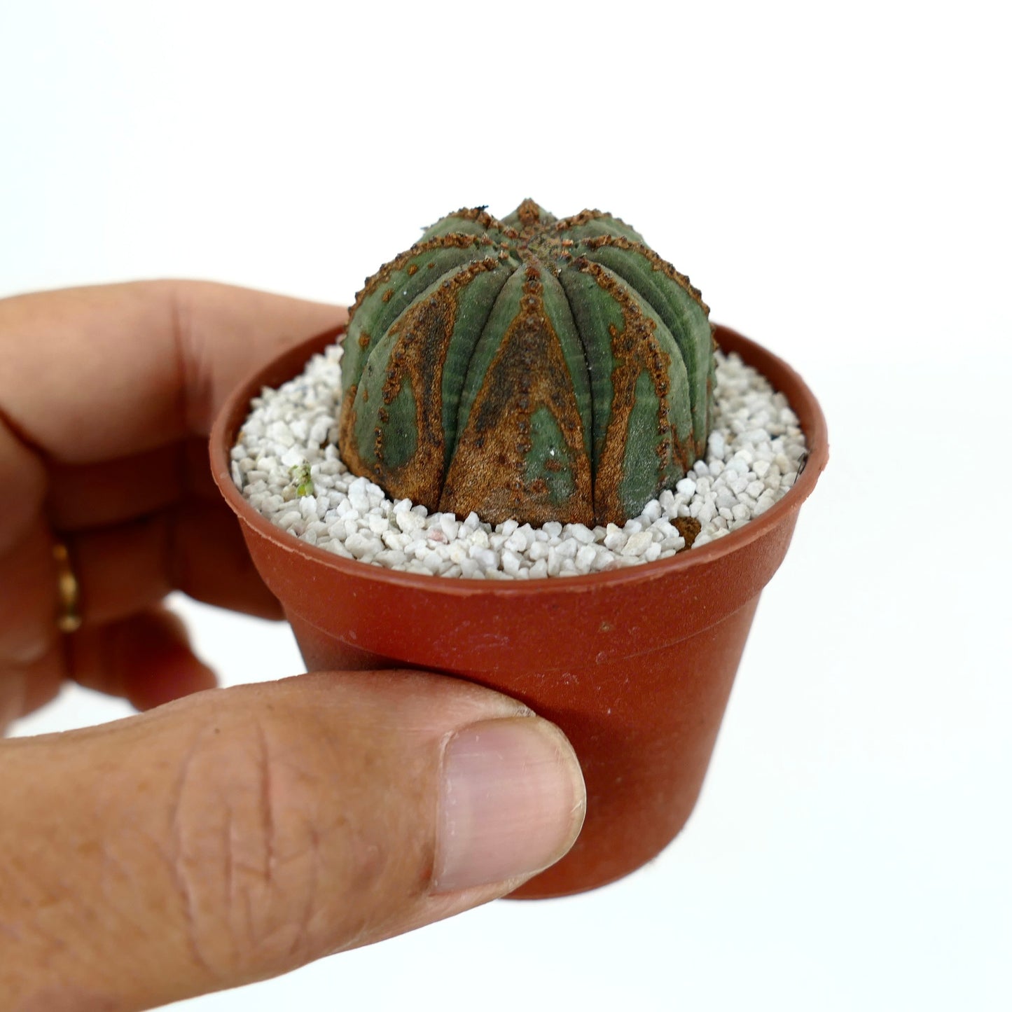 Euporbia obesa DARK GREEN with brown marks