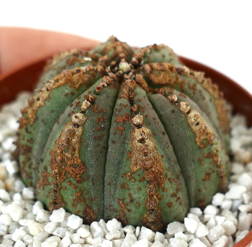 Euporbia obesa BROWN DOTS & MARKS