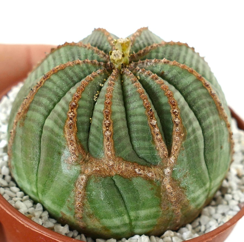 Euporbia obesa MULTIRIBS