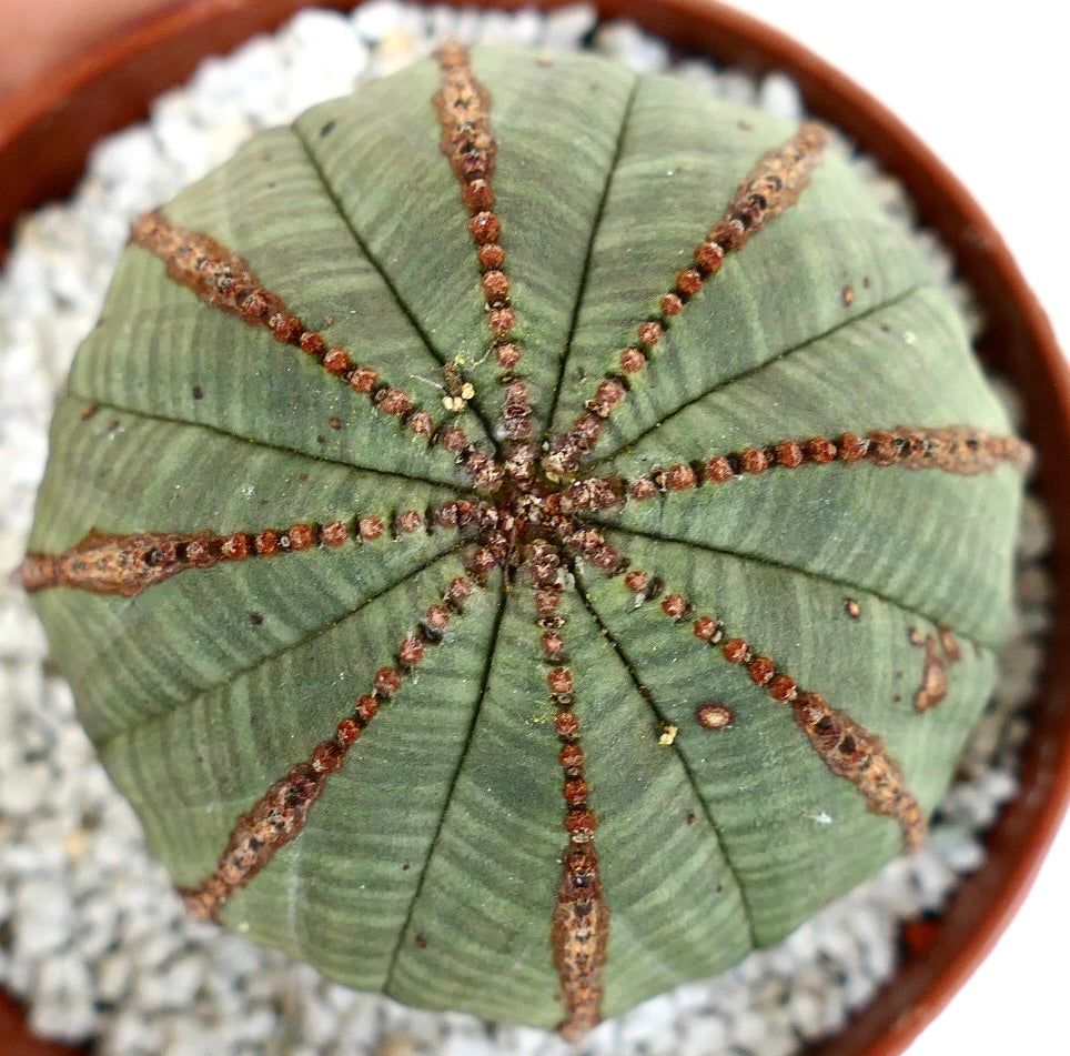 Euporbia obesa GREEN with brown lines