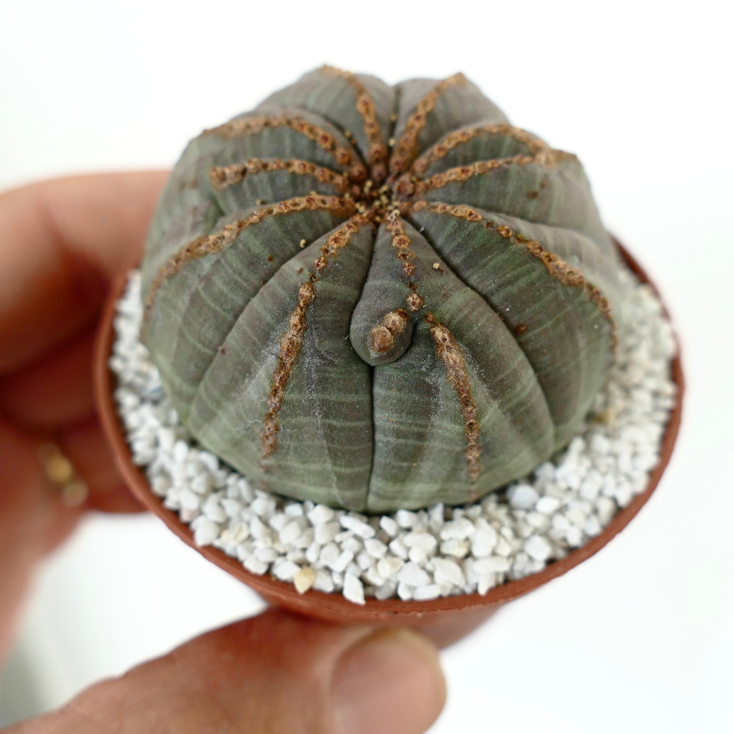 Euporbia obesa MULTICOSTATUM with brown lines