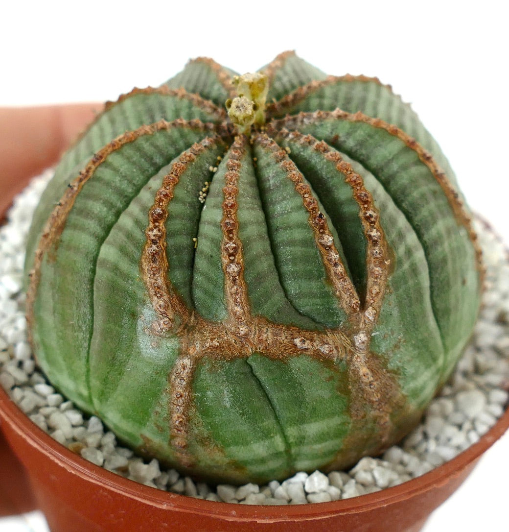 Euporbia obesa MULTIRIBS