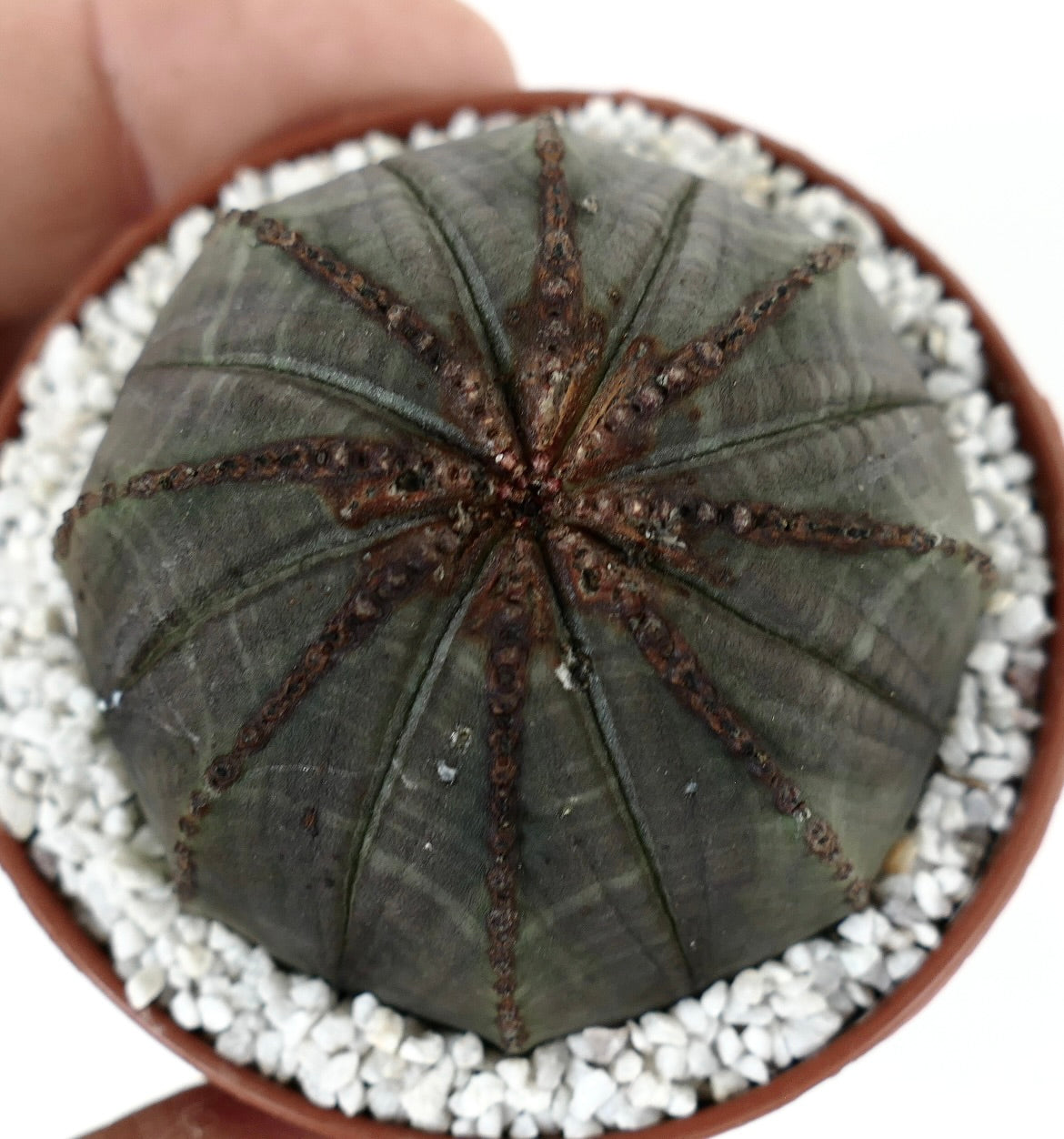 Euporbia obesa DARK GREEN