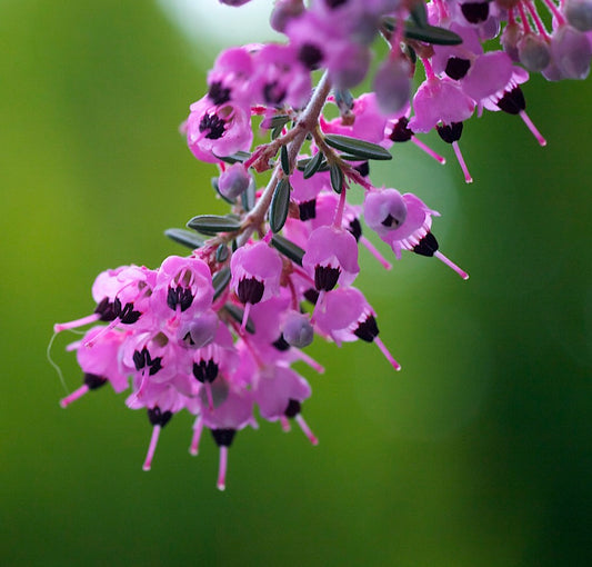 Erica canaliculata 60-100cm