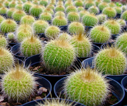 Eriocactus claviceps small round green cactus with golden spines in black pots