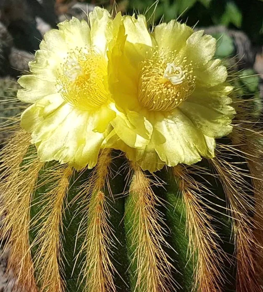 Eriocactus grossei cactus with bright yellow flowers and long golden spines close-up