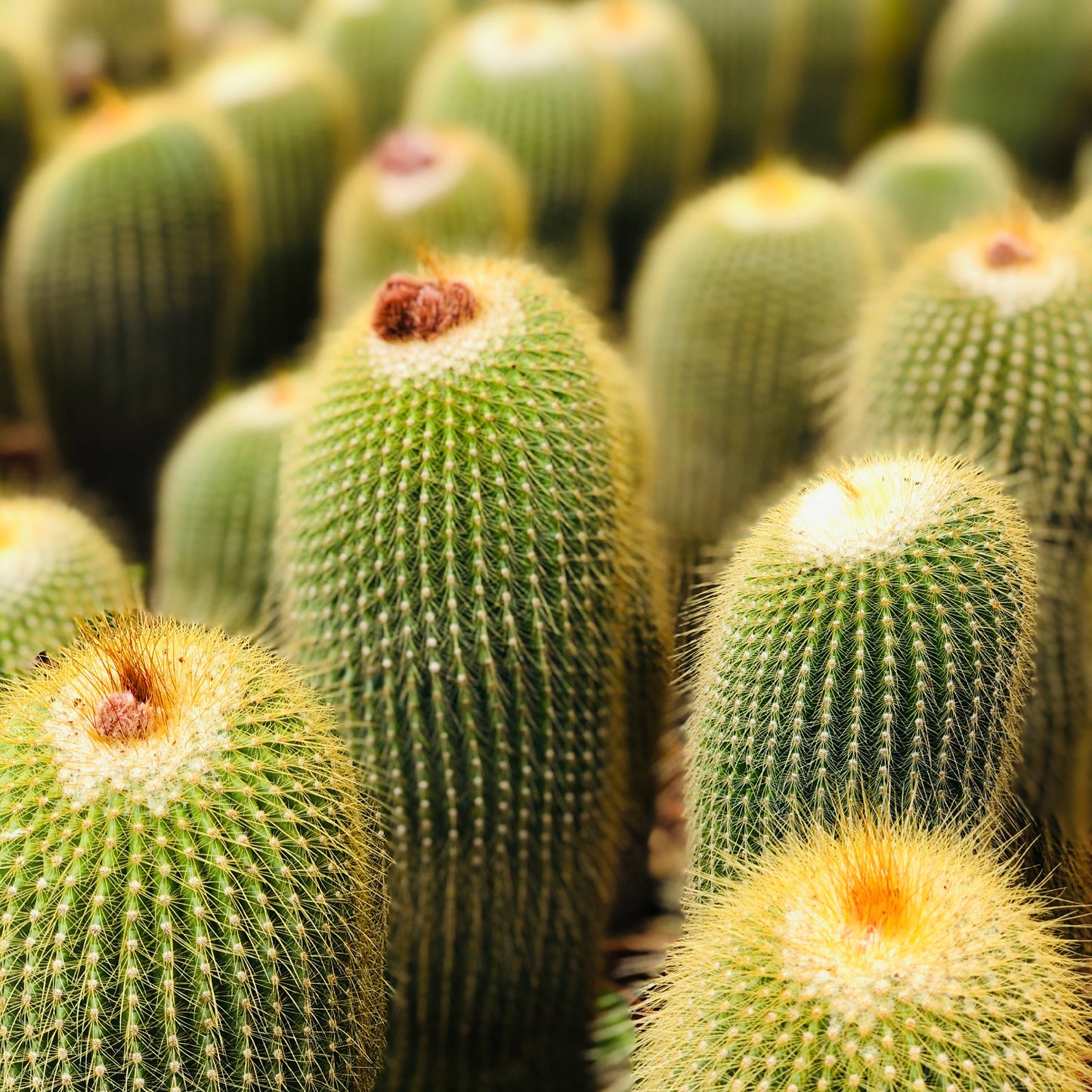 Eriocactus leninghausii tall green cactus with dense golden spines and woolly tops