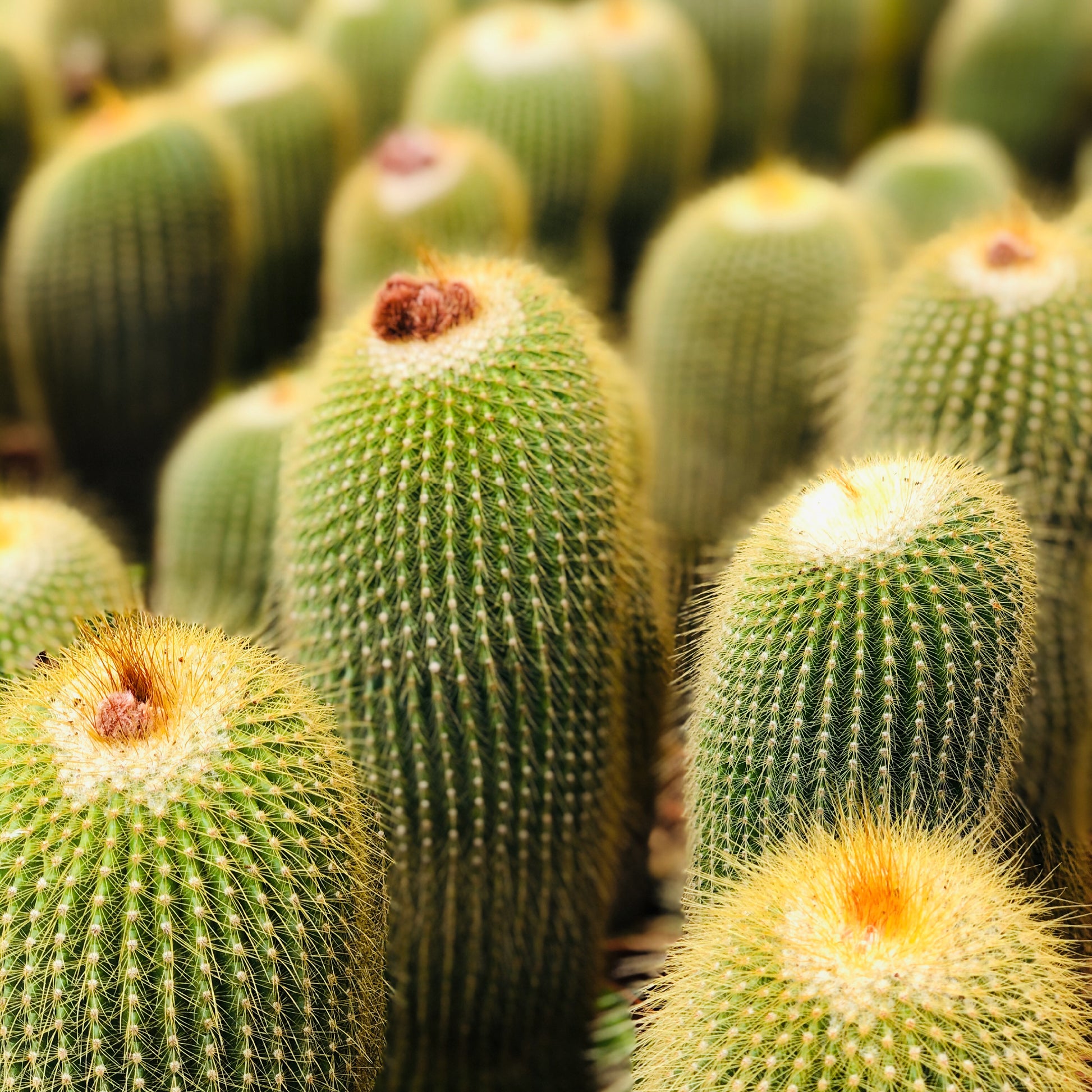 Eriocactus leninghausii tall green cactus with dense golden spines and woolly tops