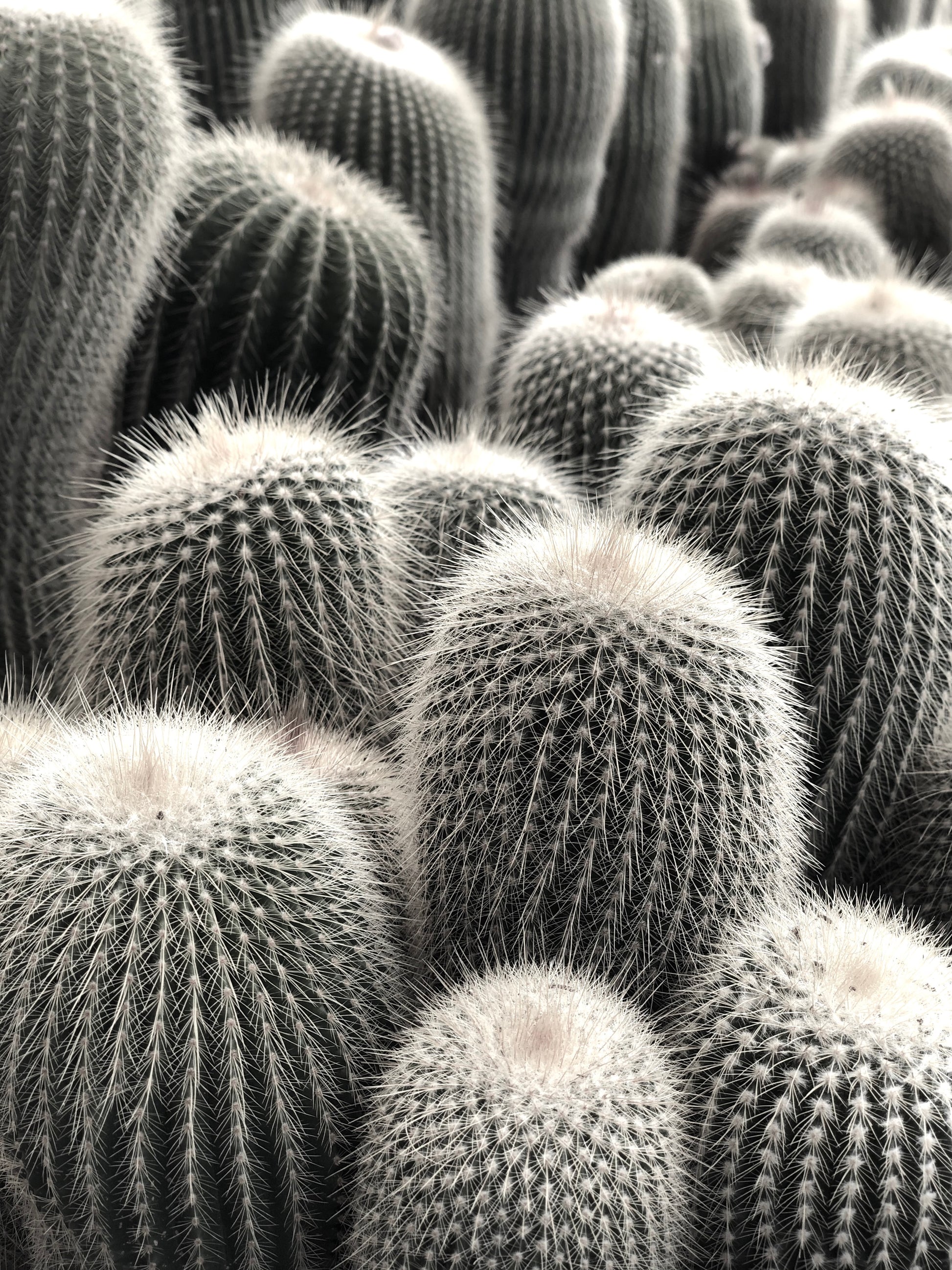 Eriocactus leninghausii var. albispinus dense cluster of tall cylindrical cacti with white spines