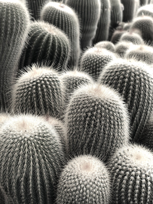 Eriocactus leninghausii var. albispinus dense cluster of tall cylindrical cacti with white spines