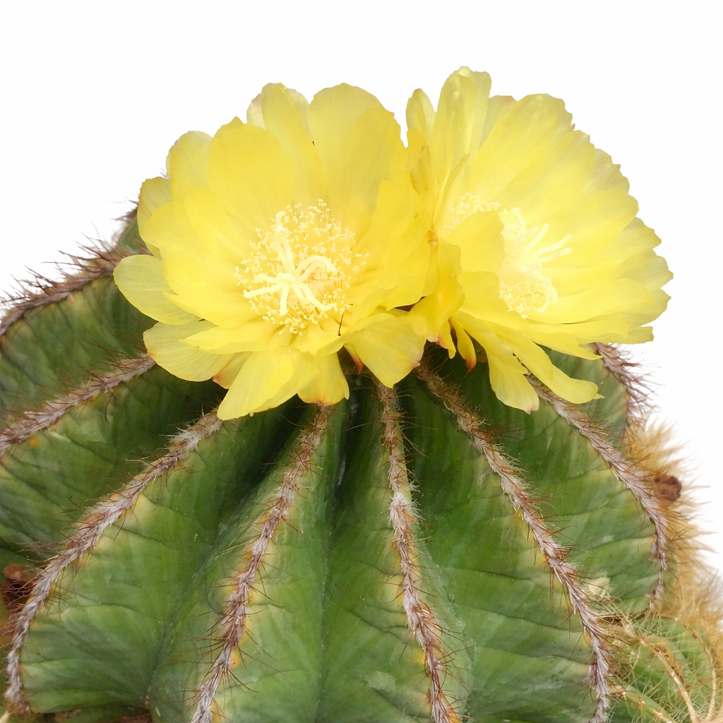 Cactus Eriocactus magnificus avec corps vert côtelé et fleurs jaune vif éclatant au sommet