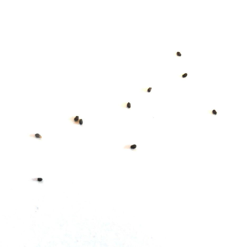 Petites graines de cactus sombres d'Eriocactus magnificus sur fond blanc pour la propagation