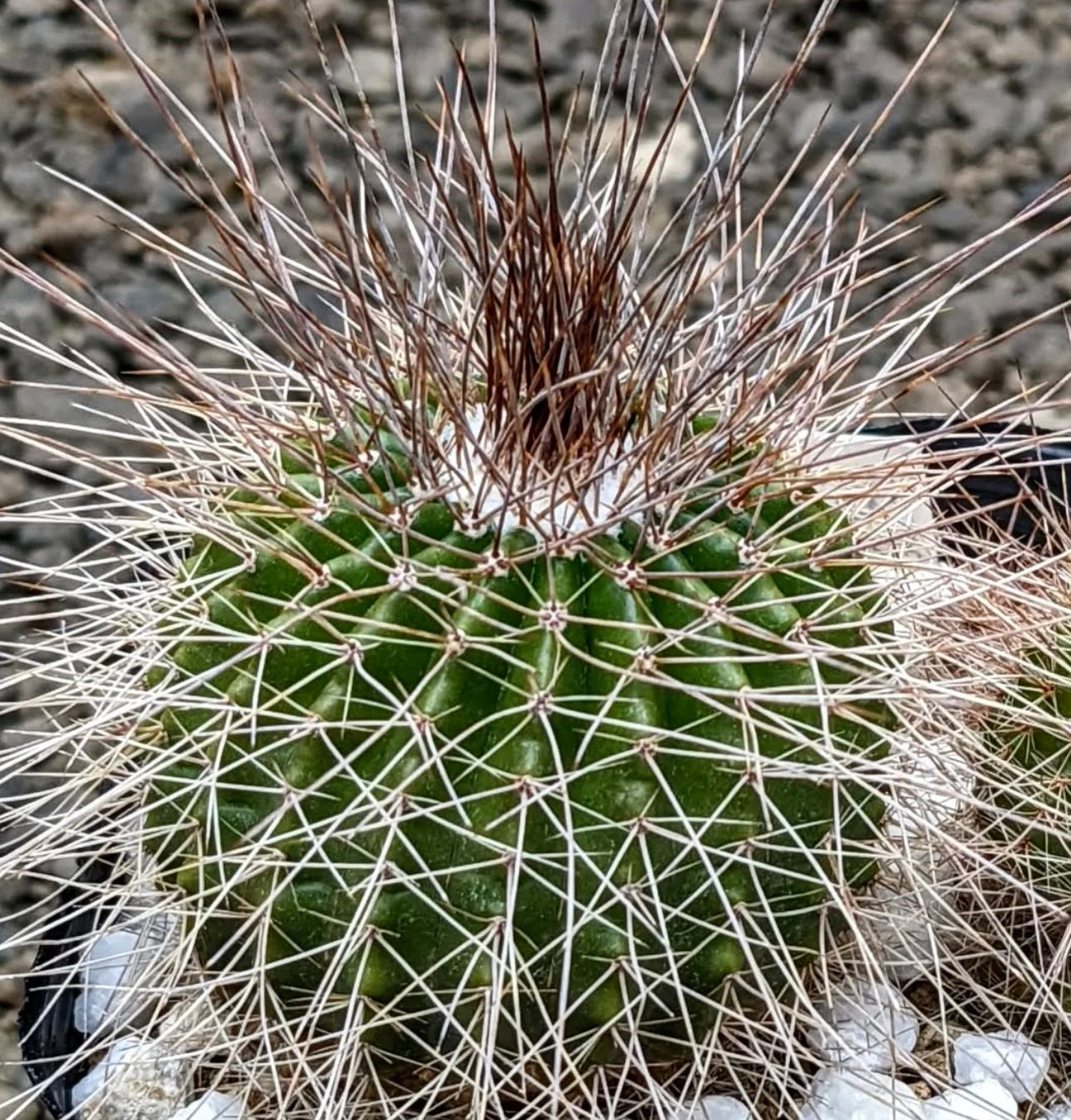 Eriocactus nigrispinus succulent cactus with dense white and brown spines and green ribbed body