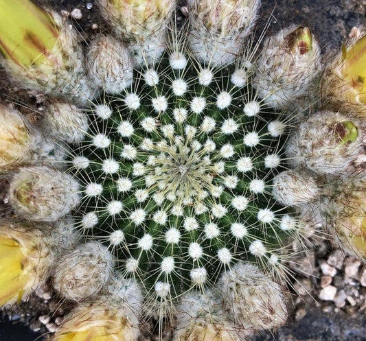 Eriocactus schumannianus succulent cactus with dense white spines and woolly areoles close-up