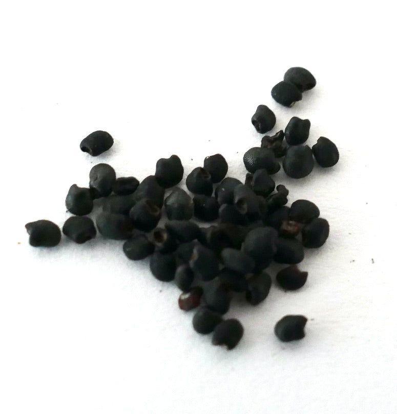 بذور صبار إريوسيريوس جوسبرتيي السوداء الصغيرة على خلفية بيضاء - صورة مقربة