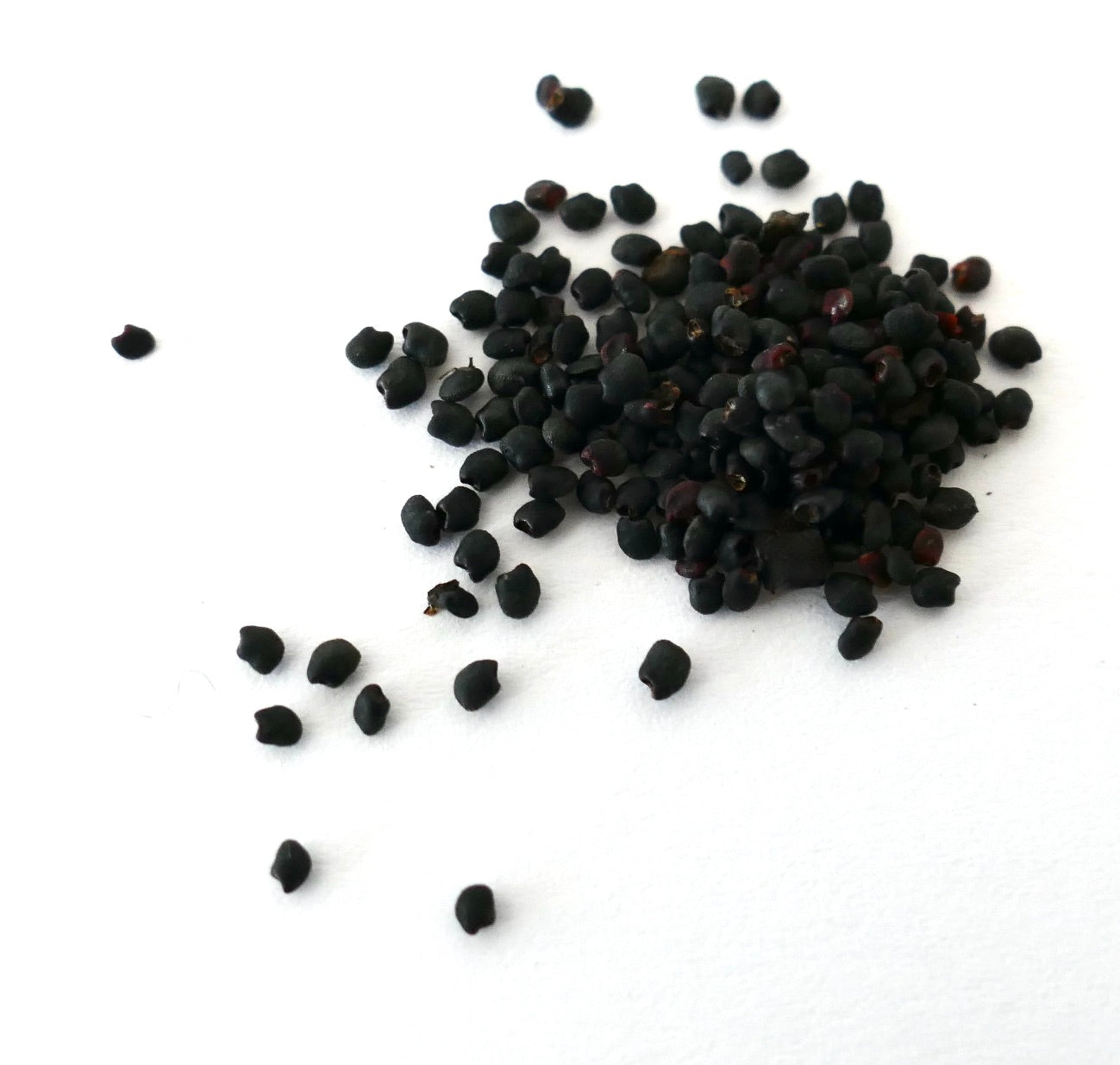 بذور صبار إريوسيروس جوسبيرتي صغيرة داكنة متناثرة على خلفية بيضاء