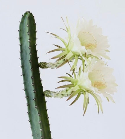 Eriocereus jusbertii cactus with tall green stem and large white blooming flowers