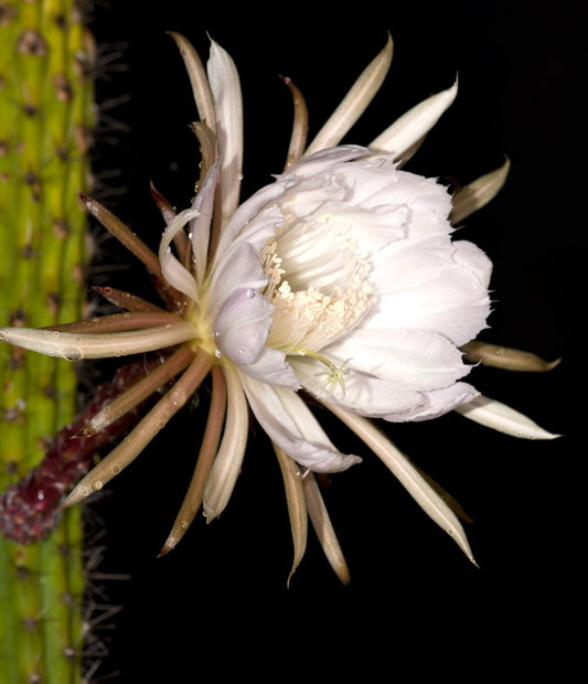 Eriocereus simpsonii large white night-blooming cactus flower with delicate petals and spines