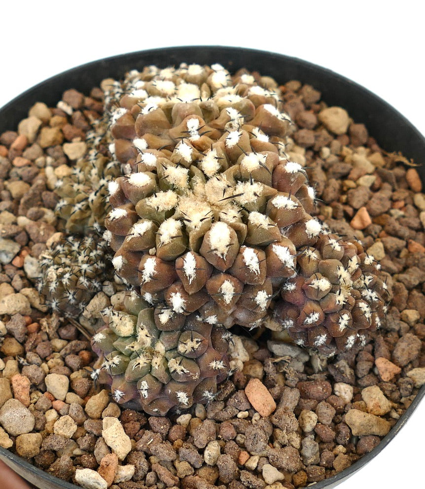 Eriosyce napina var. riparia MULTIHEADS CLUSTER (syn. Thelocephala riparia) B34