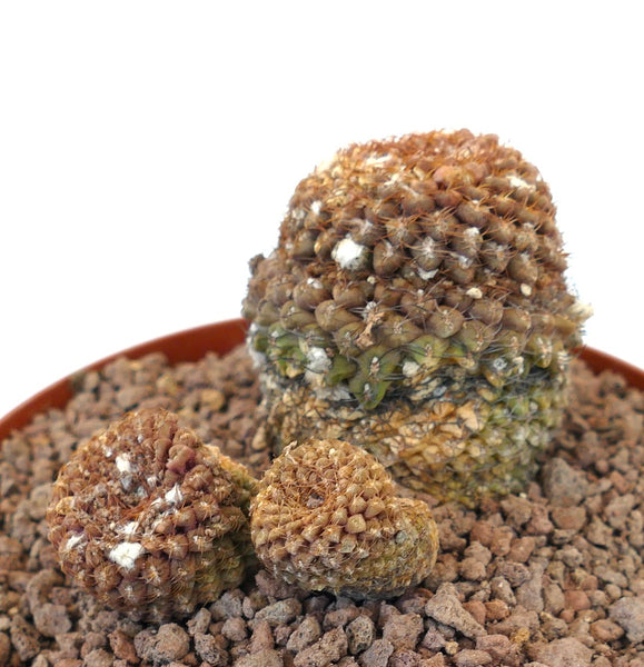 エリオシケ　ナピナ　コピアポア エリオシケ・ナピナを植え替えたッ！！なん…だと…？この塊根は