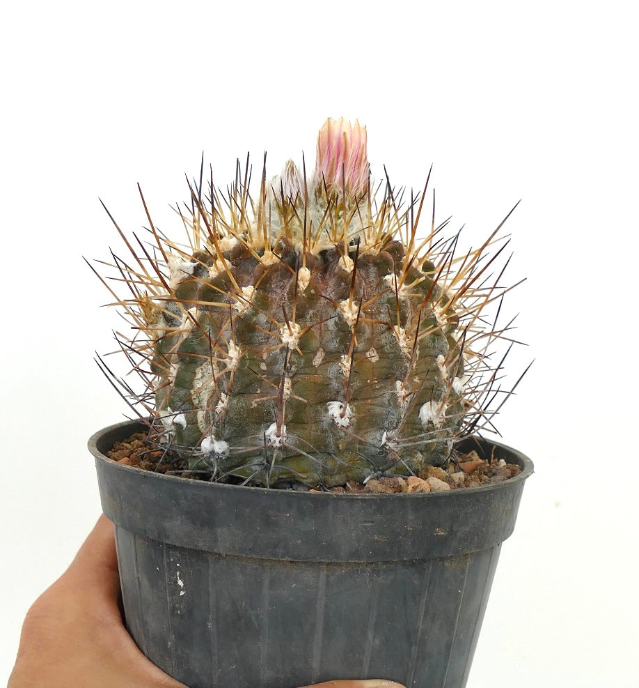 Eriosyce crispa var. huascensis (syn. Pyrrocactus huascensis) 23W