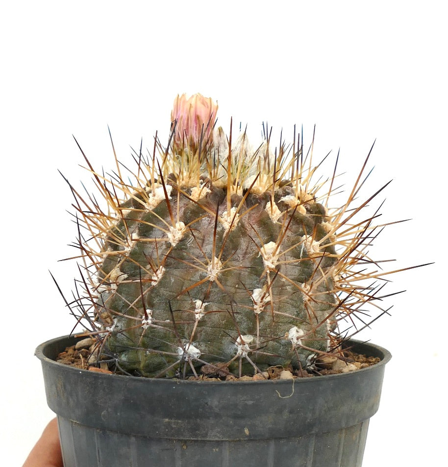 Eriosyce crispa var. huascensis (syn. Pyrrocactus huascensis) 23W